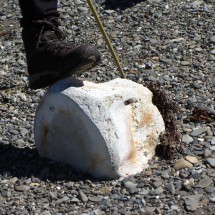 Bone of a Whale